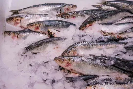 Sardines
