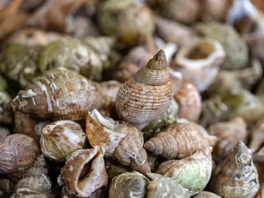 Coquillages près de Mauves-sur-Loire